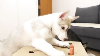 The Puppy Defeated My Husky Dog In Catching Sausages! Hot Dog Challenge