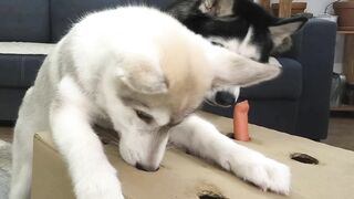 The Puppy Defeated My Husky Dog In Catching Sausages! Hot Dog Challenge