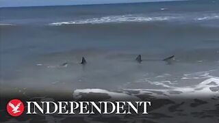 Sharks spotted in knee-deep water at Florida beach