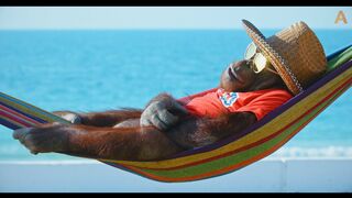 Animalia - Orangutan Freddie hangs loose at the beach