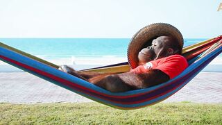 Animalia - Orangutan Freddie hangs loose at the beach