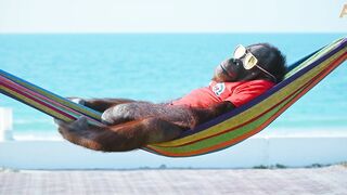 Animalia - Orangutan Freddie hangs loose at the beach