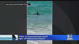 Hammerhead shark spotted off Nantucket Beach