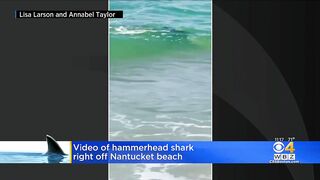 Hammerhead shark spotted off Nantucket Beach