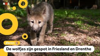 Voor het eerst wolvenwelpjes gezien buiten de Veluwe