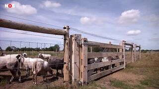 Voor het eerst wolvenwelpjes gezien buiten de Veluwe