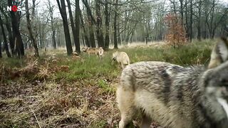 Voor het eerst wolvenwelpjes gezien buiten de Veluwe