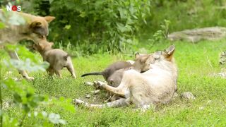 Voor het eerst wolvenwelpjes gezien buiten de Veluwe