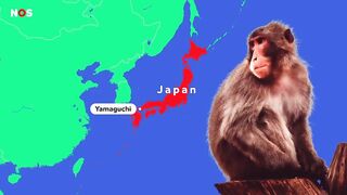 Agressieve apen in Japan vallen mensen aan op straat