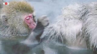 Agressieve apen in Japan vallen mensen aan op straat