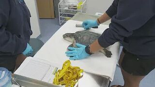 Nest of eggs for endangered Sea Turtles found on Mississippi beach