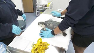 Nest of eggs for endangered Sea Turtles found on Mississippi beach