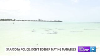 Manatees seen mating near South Lido Beach: Just leave them alone