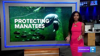 Manatees seen mating near South Lido Beach: Just leave them alone