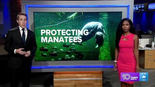 Manatees seen mating near South Lido Beach: Just leave them alone