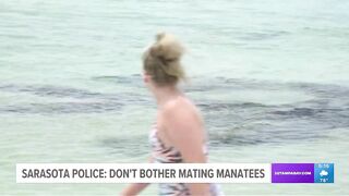 Manatees seen mating near South Lido Beach: Just leave them alone