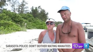 Manatees seen mating near South Lido Beach: Just leave them alone