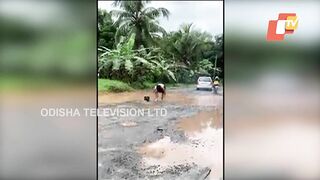 Bath in potholes, Yoga in front of MLA: Watch Kerala man's unique protest against poor roads