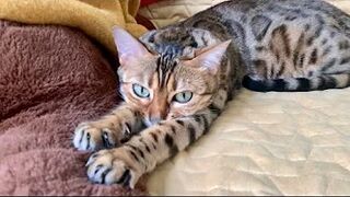 Brownie the Bengal cat‘s summer sleeping positions compilation