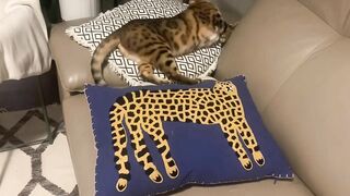 Brownie the Bengal cat‘s summer sleeping positions compilation