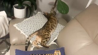 Brownie the Bengal cat‘s summer sleeping positions compilation