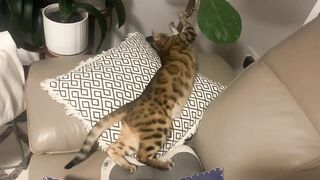 Brownie the Bengal cat‘s summer sleeping positions compilation