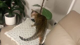 Brownie the Bengal cat‘s summer sleeping positions compilation