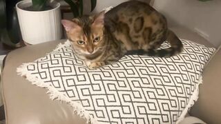 Brownie the Bengal cat‘s summer sleeping positions compilation