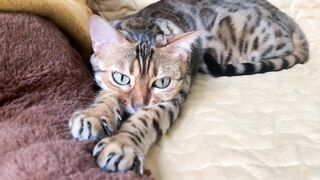 Brownie the Bengal cat‘s summer sleeping positions compilation