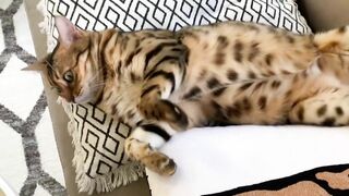 Brownie the Bengal cat‘s summer sleeping positions compilation