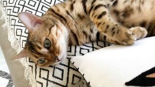 Brownie the Bengal cat‘s summer sleeping positions compilation