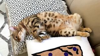 Brownie the Bengal cat‘s summer sleeping positions compilation