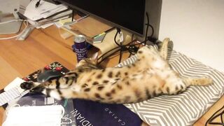 Brownie the Bengal cat‘s summer sleeping positions compilation