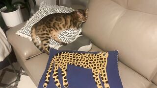 Brownie the Bengal cat‘s summer sleeping positions compilation