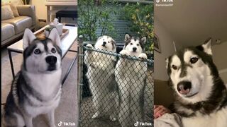 Husky on Tiktok | Tiktok Compilation