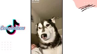 Husky on Tiktok | Tiktok Compilation