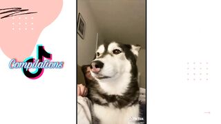 Husky on Tiktok | Tiktok Compilation