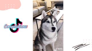 Husky on Tiktok | Tiktok Compilation