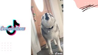 Husky on Tiktok | Tiktok Compilation