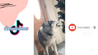 Husky on Tiktok | Tiktok Compilation