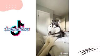 Husky on Tiktok | Tiktok Compilation