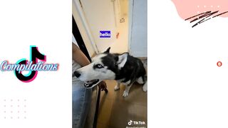 Husky on Tiktok | Tiktok Compilation