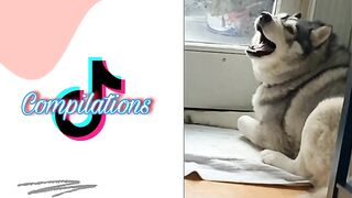 Husky on Tiktok | Tiktok Compilation