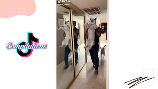 Husky on Tiktok | Tiktok Compilation