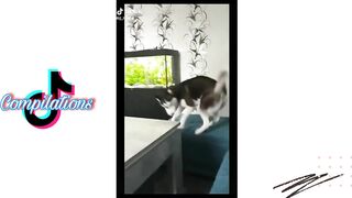 Husky on Tiktok | Tiktok Compilation