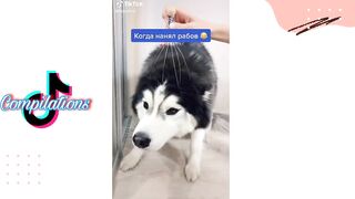 Husky on Tiktok | Tiktok Compilation