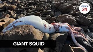 WATCH | Rare sighting: Giant squid found on Scarborough beach