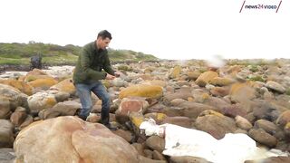 WATCH | Rare sighting: Giant squid found on Scarborough beach