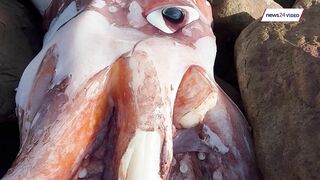 WATCH | Rare sighting: Giant squid found on Scarborough beach