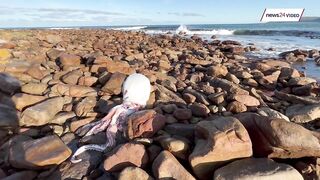 WATCH | Rare sighting: Giant squid found on Scarborough beach